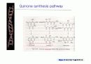 quinone 에 대해서 22페이지