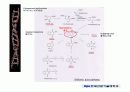 quinone 에 대해서 23페이지