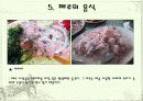 페루의 자연환경 문화 축제 음식 11페이지