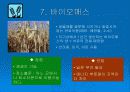 [에너지 공학]대체 에너지(Alternative energy)에 대한 프레젠테이션 21페이지