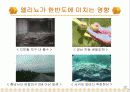 엘리뇨와 라니냐에 대한 조사 14페이지