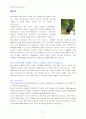 IMT 2000의 소개와 시장현황 및 서비스정책 방향 17페이지