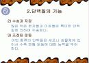 단백질의 기능과 종류 및 운동 6페이지