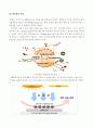 수소 에너지 각국의 개발 현황과 전망 -광촉매 이용 수소 제조 이론-대체 에너지 8페이지