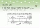 광합성의 과정 정리 9페이지