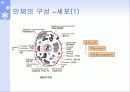 생체역학의 개요 15페이지
