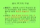 여성의 생식주기 4페이지