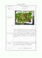 가정에서 할 수 있는 식물 재배 - 상추 재배 일지 7페이지