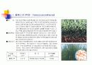 여러가지 꽃의 특징과 재배방법 3페이지
