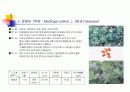 여러가지 꽃의 특징과 재배방법 7페이지
