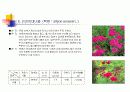 여러가지 꽃의 특징과 재배방법 11페이지