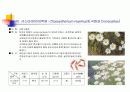 여러가지 꽃의 특징과 재배방법 12페이지