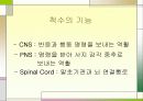 척수손상 파워포인트 3페이지