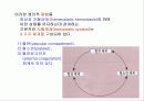 지혈체계의 기본적 생리 4페이지