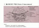 지혈체계의 기본적 생리 5페이지
