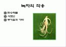 녹차의 성분과 작용(A+레포트) 10페이지