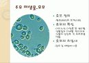 EM(유용한 미생물군)의 정의 및 활용사례 와 발전가능성(A+레포트) 4페이지