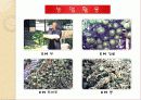 EM(유용한 미생물군)의 정의 및 활용사례 와 발전가능성(A+레포트) 23페이지