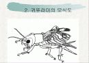 귀뚜라미의 생태와 산업화 5페이지