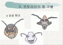 귀뚜라미의 생태와 산업화 6페이지