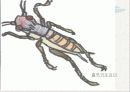 귀뚜라미의 생태와 산업화 12페이지