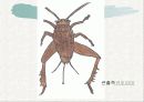 귀뚜라미의 생태와 산업화 15페이지