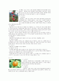 사과에 대하여(沙果) - 유래, 사과의 효능 18페이지