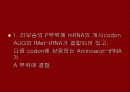 단백질 합성 14페이지