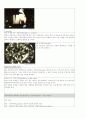 다이아몬드와 유색보석 내포물 4페이지
