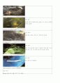 다이아몬드와 유색보석 내포물 11페이지