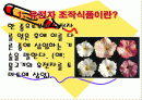 유전자 조작식품 2페이지