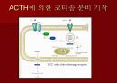 호르몬의 작용 기전에 관한 팀프로젝트~파워포인트[A+받는 특급 자료] 11페이지