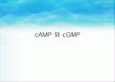 세포 내 정보전달에 관여하는 다양한 factor[cAMP,cGMP,Ras,Raf,MAP,PLC]의 종류와 역할[특급] 4페이지
