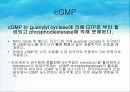 세포 내 정보전달에 관여하는 다양한 factor[cAMP,cGMP,Ras,Raf,MAP,PLC]의 종류와 역할[특급] 9페이지