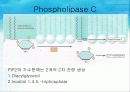 세포 내 정보전달에 관여하는 다양한 factor[cAMP,cGMP,Ras,Raf,MAP,PLC]의 종류와 역할[특급] 14페이지