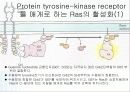 세포 내 정보전달에 관여하는 다양한 factor[cAMP,cGMP,Ras,Raf,MAP,PLC]의 종류와 역할[특급] 24페이지