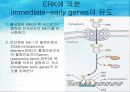 세포 내 정보전달에 관여하는 다양한 factor[cAMP,cGMP,Ras,Raf,MAP,PLC]의 종류와 역할[특급] 28페이지