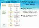 세포 내 정보전달에 관여하는 다양한 factor[cAMP,cGMP,Ras,Raf,MAP,PLC]의 종류와 역할[특급] 29페이지