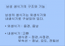 남성의 생식기와 정자의 기능 2페이지