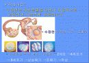 수정과 착상 4페이지