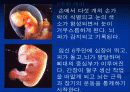 태아발생과정 3페이지