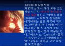 태아발생과정 7페이지