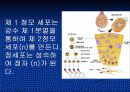 생식세포 형성과정 8페이지