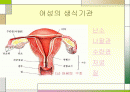 여성의 생식기관 2페이지