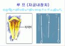 피임 선택이 아니라 필수입니다 (파워포인트) 19페이지
