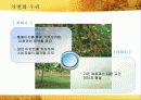 New Mass Luxury Product 25페이지