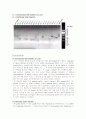Chromosomal DNA isolation of E.coli(대장균) Gene manipulation using PCR 9페이지