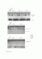 Stability of DNA and RNA 13페이지