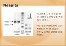 태아기 스트레스가 면역에 미치는 영향 18페이지
