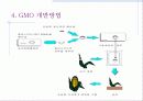 [a+]유전자 재조합 식품(GMO) 6페이지
